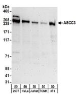 ASCC3 Antibody in Western Blot (WB)