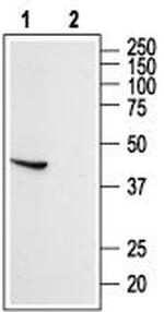 Somatostatin Receptor Type 5 (extracellular) Antibody in Western Blot (WB)