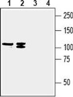 SVCT2/SLC23A2 (extracellular) Antibody in Western Blot (WB)