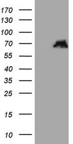 ATG16L1 Antibody in Western Blot (WB)