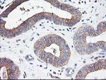 ATG3 Antibody in Immunohistochemistry (Paraffin) (IHC (P))