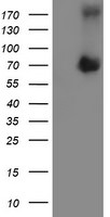 ATIC Antibody in Western Blot (WB)