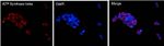 ATP Synthase beta Antibody in Immunocytochemistry (ICC/IF)