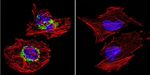 ATP Synthase beta Antibody in Immunocytochemistry (ICC/IF)