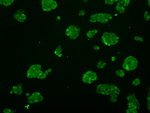 ATP5B Antibody in Immunocytochemistry (ICC/IF)