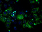 ATP5B Antibody in Immunocytochemistry (ICC/IF)