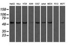 ATP5B Antibody in Western Blot (WB)