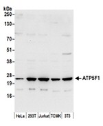 ATP5F1 Antibody in Western Blot (WB)