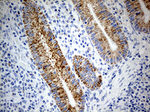 ATP5I Antibody in Immunohistochemistry (Paraffin) (IHC (P))