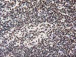 ATP6V1F Antibody in Immunohistochemistry (Paraffin) (IHC (P))