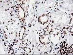 ATP6V1F Antibody in Immunohistochemistry (Paraffin) (IHC (P))