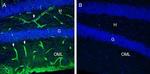 MERTK (extracellular) Antibody in Immunohistochemistry (Frozen) (IHC (F))