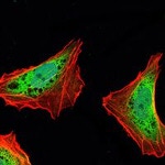 Ataxin 1 Antibody in Immunocytochemistry (ICC/IF)