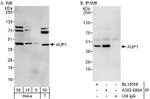 AUP1 Antibody in Western Blot (WB)