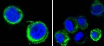 Axl Antibody in Immunocytochemistry (ICC/IF)