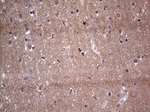 Adiponectin Antibody in Immunohistochemistry (Paraffin) (IHC (P))