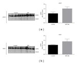 Adiponectin Antibody in Western Blot (WB)