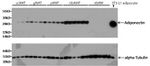 Adiponectin Antibody in Western Blot (WB)