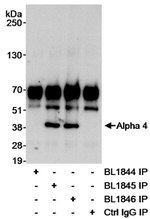 Alpha-4 Antibody in Immunoprecipitation (IP)