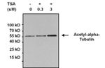 alpha Tubulin Antibody in Western Blot (WB)