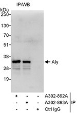 Aly Antibody in Immunoprecipitation (IP)