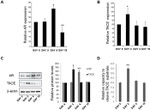 Amphiregulin Antibody in Western Blot (WB)