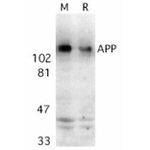 Amyloid Precursor Protein Antibody in Western Blot (WB)