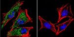 AHR Antibody in Immunocytochemistry (ICC/IF)