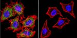 AHR Antibody in Immunocytochemistry (ICC/IF)