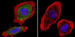 AHR Antibody in Immunocytochemistry (ICC/IF)