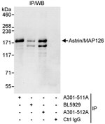 Astrin/MAP126 Antibody in Immunoprecipitation (IP)