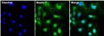 Ataxin 7 Antibody in Immunocytochemistry (ICC/IF)