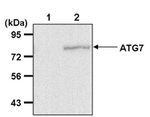 ATG7 Antibody in Immunoprecipitation (IP)