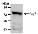 ATG7 Antibody in Western Blot (WB)