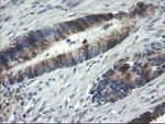 B3GNT2 Antibody in Immunohistochemistry (Paraffin) (IHC (P))