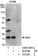 BAD Antibody in Immunoprecipitation (IP)