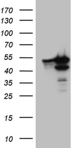 BAG5 Antibody in Western Blot (WB)