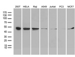 BAG5 Antibody in Western Blot (WB)