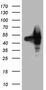 BAG5 Antibody in Western Blot (WB)