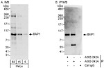 BAP1 Antibody in Western Blot (WB)
