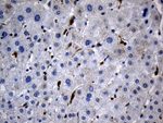 BAX Antibody in Immunohistochemistry (Paraffin) (IHC (P))