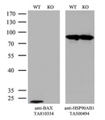 BAX Antibody in Western Blot (WB)