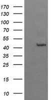 BBOX1 Antibody in Western Blot (WB)