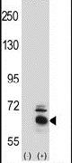 BBS4 Antibody in Western Blot (WB)