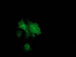 BCAR1 Antibody in Immunocytochemistry (ICC/IF)