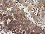 BCAR1 Antibody in Immunohistochemistry (Paraffin) (IHC (P))