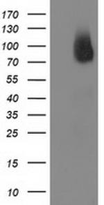 BCAR1 Antibody in Western Blot (WB)