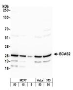 BCAS2 Antibody in Western Blot (WB)