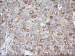 BCL10 Antibody in Immunohistochemistry (Paraffin) (IHC (P))