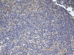 BCL10 Antibody in Immunohistochemistry (Paraffin) (IHC (P))